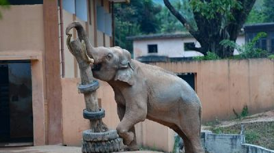 重慶動物園人流量統計